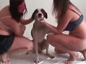 Bundudinha puta praticando sexo com animal
