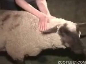 Homem goza comendo ovelhinha