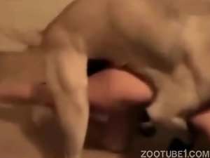 Magrelinha sendo arrebentada pelo cãozinho