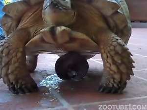Zoofilia com tartarugas