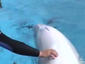 Sensacional sexo de golfinhos safados