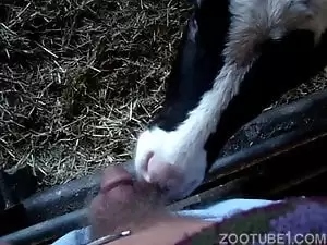 Homem safado gosta de ganhar oral de vacas