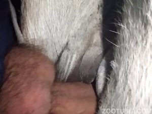 Homem tarado adora meter pica em animais