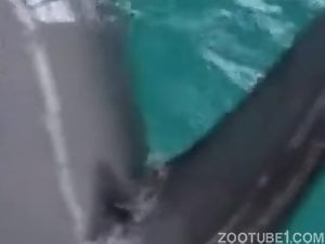 Brincando com a rola do golfinho tarado
