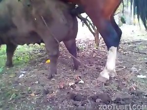 Cavalo fodendo com força porca grande