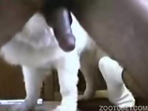 Fazendo porno caseiro com cão peludinho