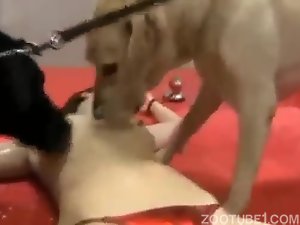 Mulher safada pratica porno com dois grandes cães